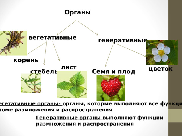  Органы вегетативные генеративные корень лист цветок стебель Семя и плод Вегетативные органы- органы, которые выполняют все функции, кроме размножения и распространения Генеративные органы выполняют функции размножения и распространения 