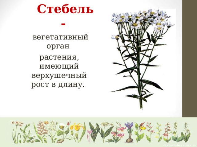 Стебель-  вегетативный орган растения, имеющий верхушечный рост в длину. 