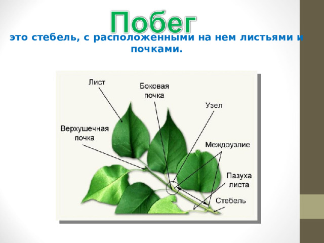 это стебель, с расположенными на нем листьями и почками. 