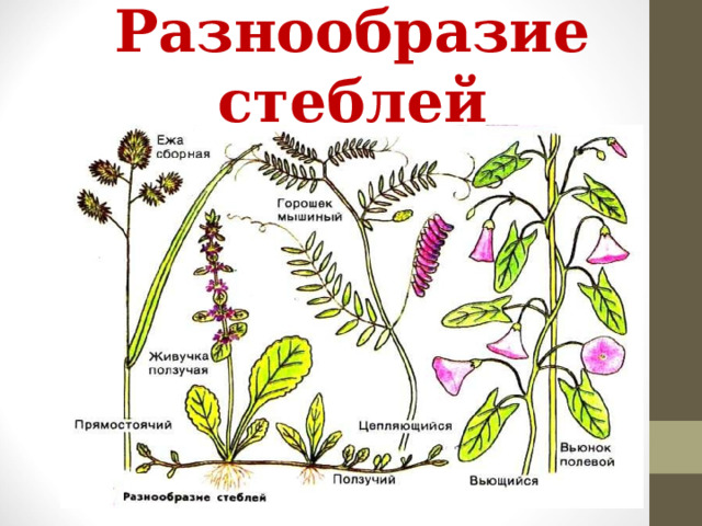 Разнообразие стеблей 