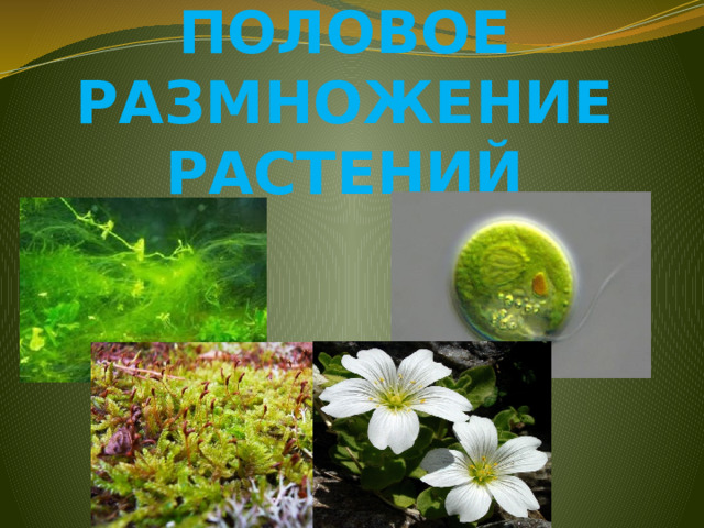 ПОЛОВОЕ РАЗМНОЖЕНИЕ РАСТЕНИЙ 