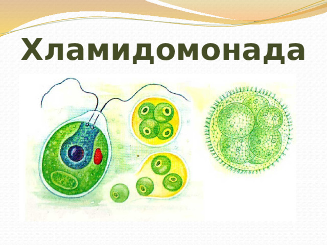 Хламидомонада 