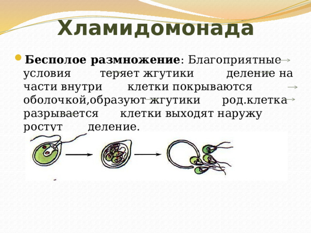 Хламидомонада Бесполое размножение : Благоприятные условия теряет жгутики деление на части внутри клетки покрываются оболочкой,образуют жгутики род.клетка разрывается клетки выходят наружу ростут деление. 