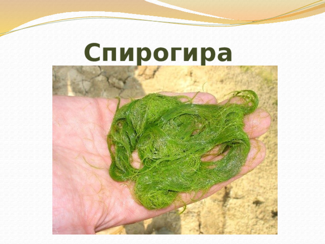 Спирогира 