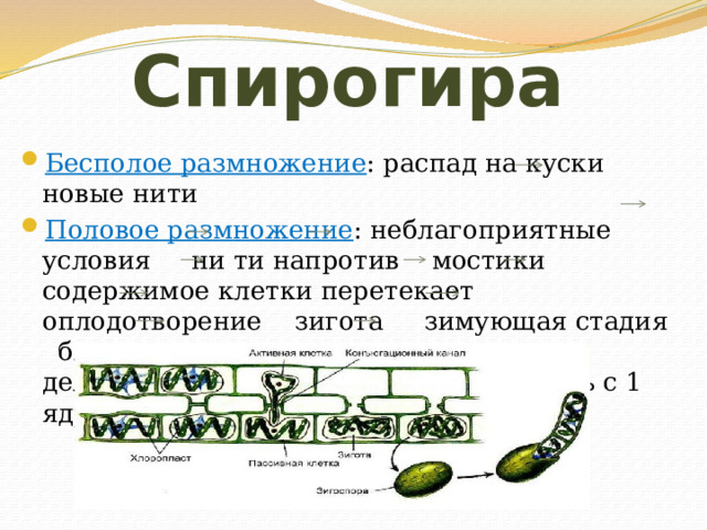 Спирогира Бесполое размножение : распад на куски новые нити Половое размножение : неблагоприятные условия ни ти напротив мостики содержимое клетки перетекает оплодотворение зигота зимующая стадия благоприятные условия ядро зиготы делится 3 ядра отмирает новая нить с 1 ядром 