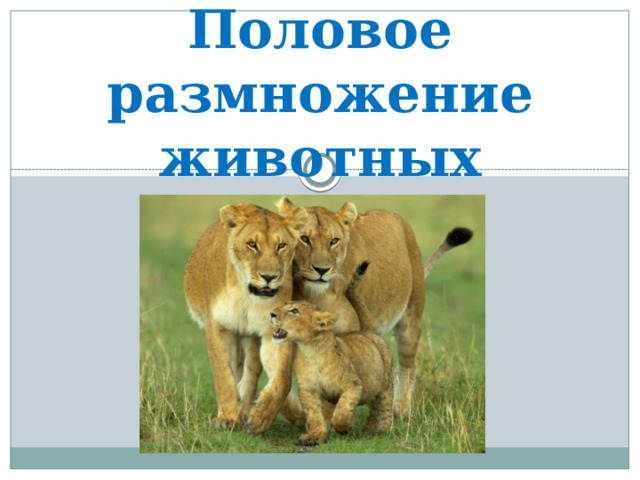 Половое размножение животных 