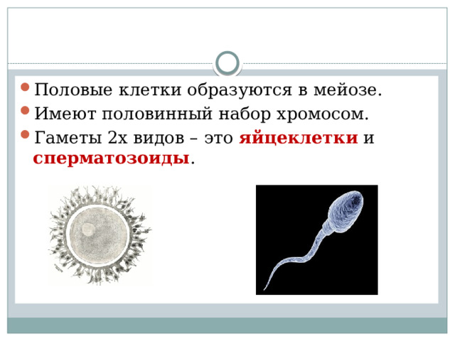 Половые клетки образуются в мейозе. Имеют половинный набор хромосом. Гаметы 2х видов – это яйцеклетки и сперматозоиды . 