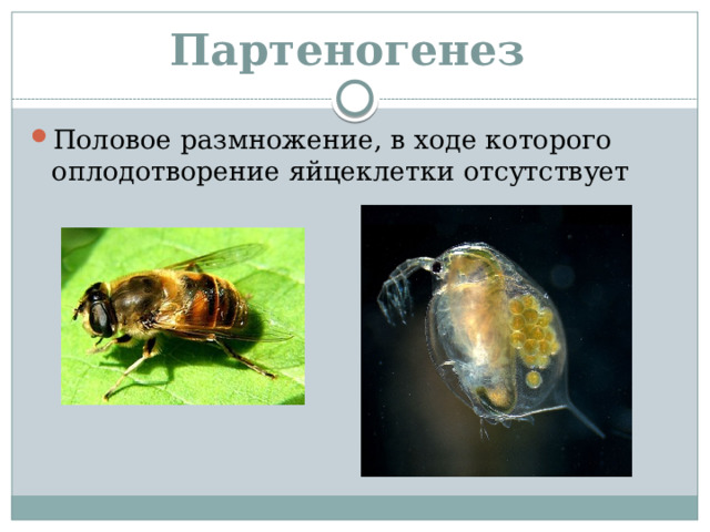 Партеногенез Половое размножение, в ходе которого оплодотворение яйцеклетки отсутствует 