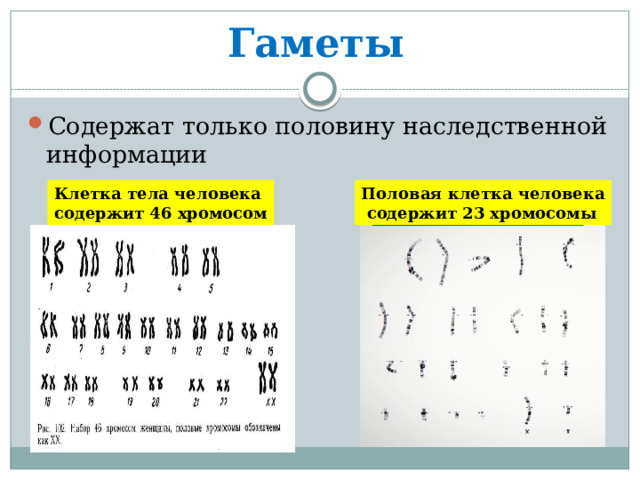 Гаметы  Содержат только половину наследственной информации Клетка тела человека Половая клетка человека содержит 46 хромосом  содержит 23 хромосомы 