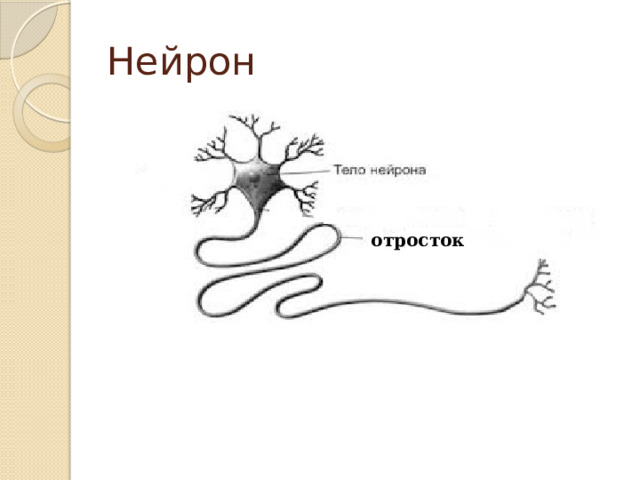 Нейрон отросток 