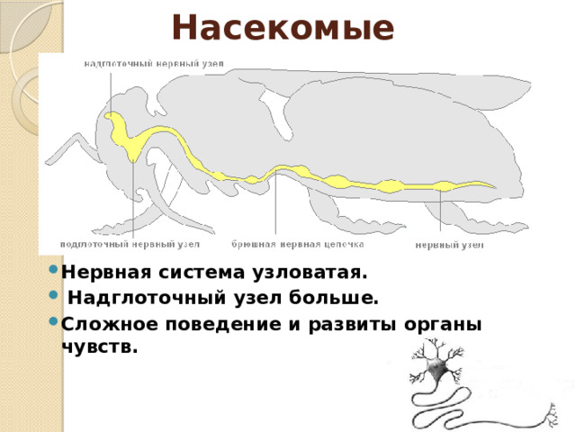 Насекомые  Нервная система узловатая.  Надглоточный узел больше. Сложное поведение и развиты органы чувств. 
