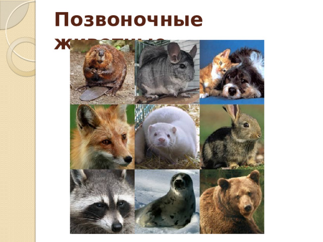 Позвоночные  животные  