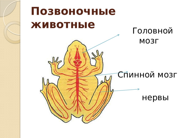 Позвоночные  животные   Головной мозг Спинной мозг  нервы 