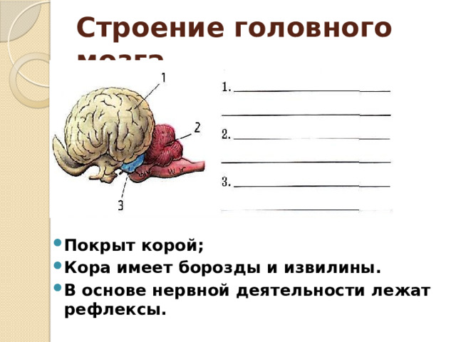 Строение  головного мозга Покрыт корой; Кора имеет борозды и извилины. В основе нервной деятельности лежат рефлексы. 