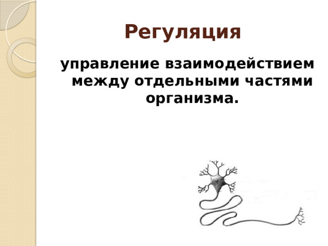 Регуляция  управление взаимодействием между отдельными частями организма. 