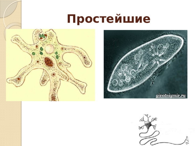 Простейшие  