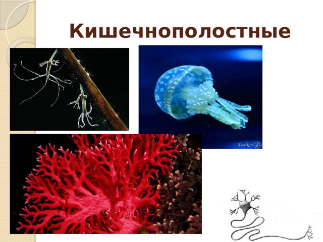 Кишечнополостные  