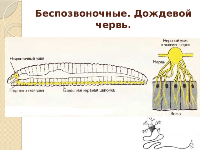 Беспозвоночные. Дождевой червь. 