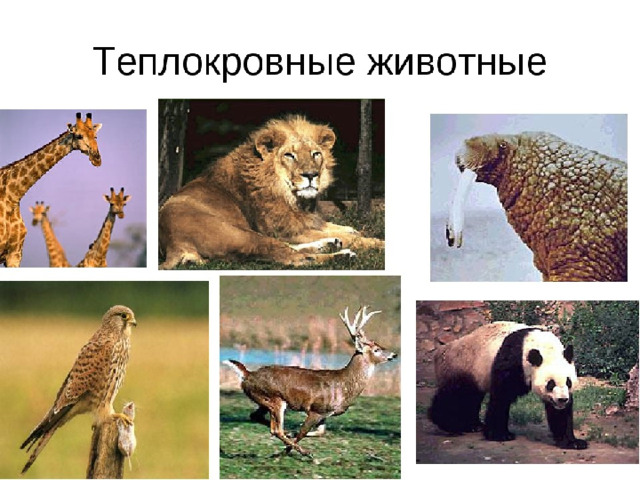 Теплокровные животные 