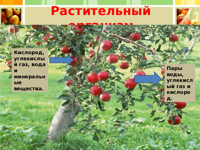 Растительный организм Кислород, углекислый газ, вода и минеральные вещества. Пары воды, углекислый газ и кислород. 