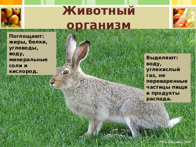 Животный организм Поглощают: жиры, белки, углеводы, воду, минеральные соли и кислород. Выделяют: воду, углекислый газ, не переваренные частицы пищи и продукты распада.  