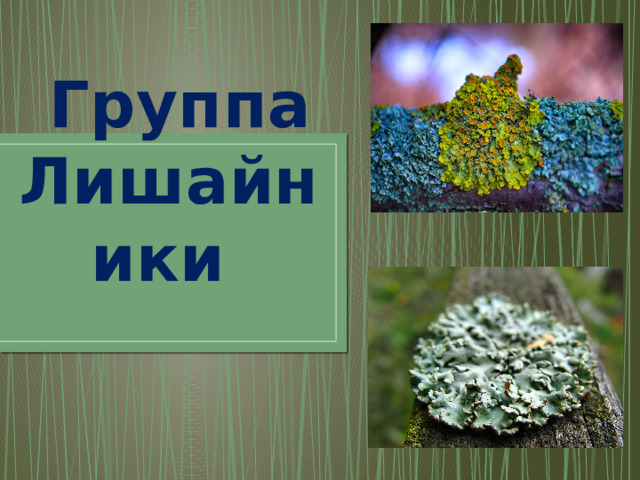  Группа Лишайники 