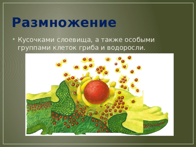 Размножение Кусочками слоевища, а также особыми группами клеток гриба и водоросли. 