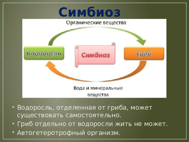 Симбиоз  Водоросль, отделенная от гриба, может существовать самостоятельно. Гриб отдельно от водоросли жить не может. Автогетеротрофный организм. 