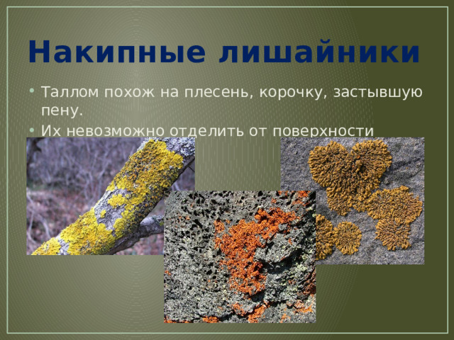 Накипные лишайники Таллом похож на плесень, корочку, застывшую пену. Их невозможно отделить от поверхности 