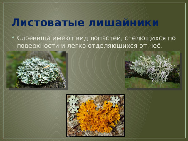 Листоватые лишайники Слоевища имеют вид лопастей, стелющихся по поверхности и легко отделяющихся от неё. 