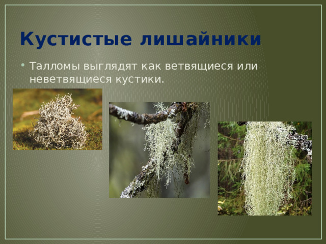 Кустистые лишайники Талломы выглядят как ветвящиеся или неветвящиеся кустики. 