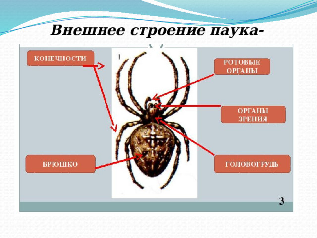 Внешнее строение паука- крестовика 