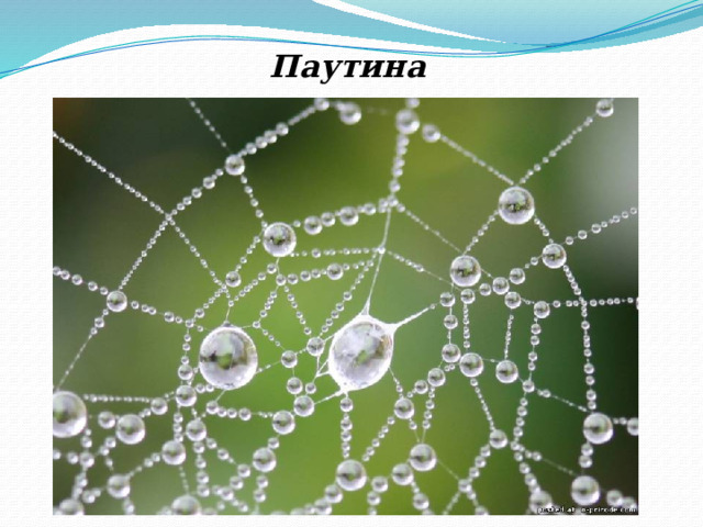 Паутина 