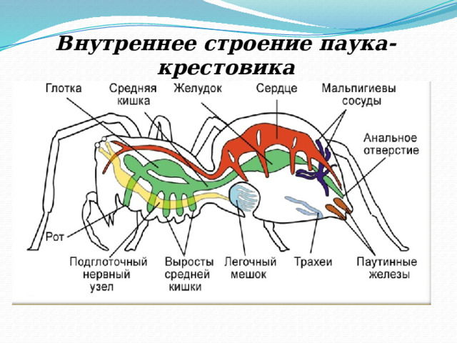 Внутреннее строение паука- крестовика 