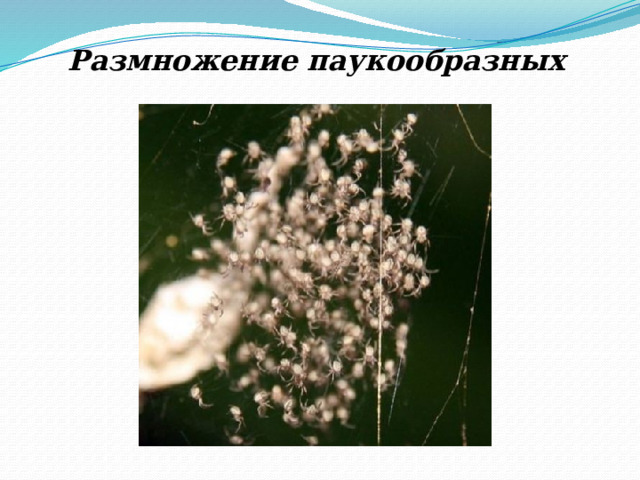 Размножение паукообразных 