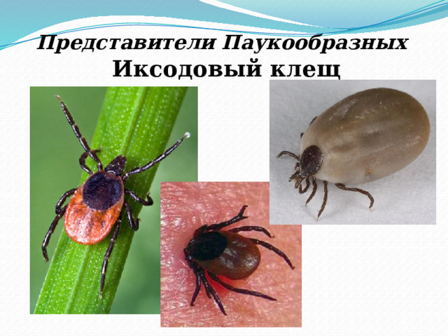 Представители Паукообразных Иксодовый клещ 