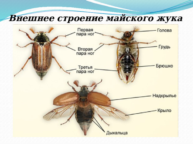 Внешнее строение майского жука 