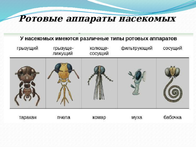 Ротовые аппараты насекомых 