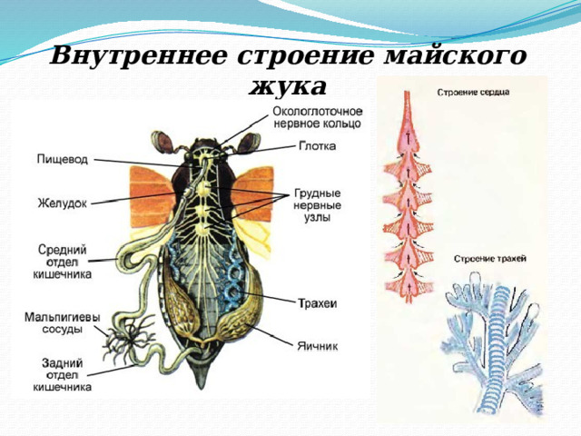 Внутреннее строение майского жука 