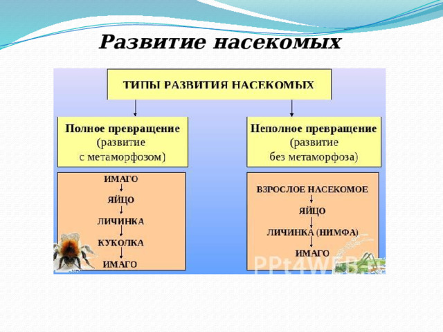 Развитие насекомых 