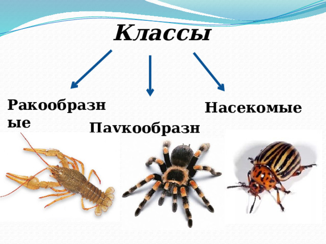 Классы Ракообразные Насекомые Паукообразные 