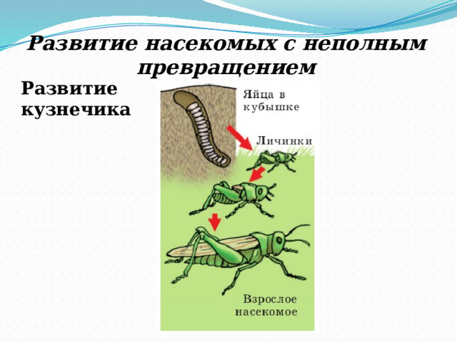 Развитие насекомых с неполным превращением Развитие кузнечика 