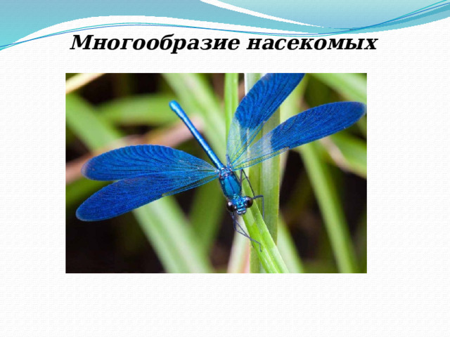 Многообразие насекомых 