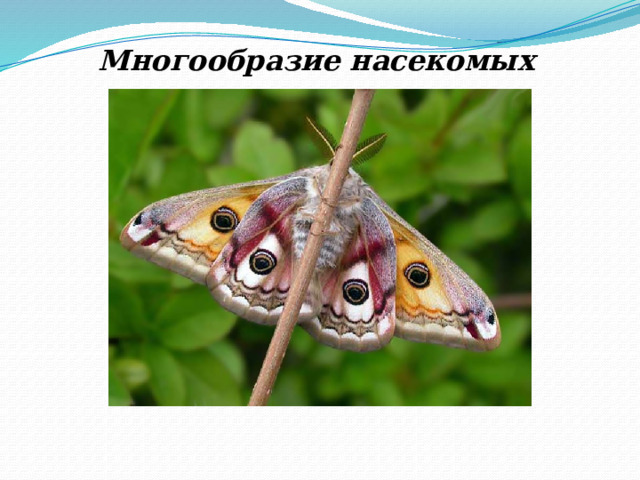 Многообразие насекомых 