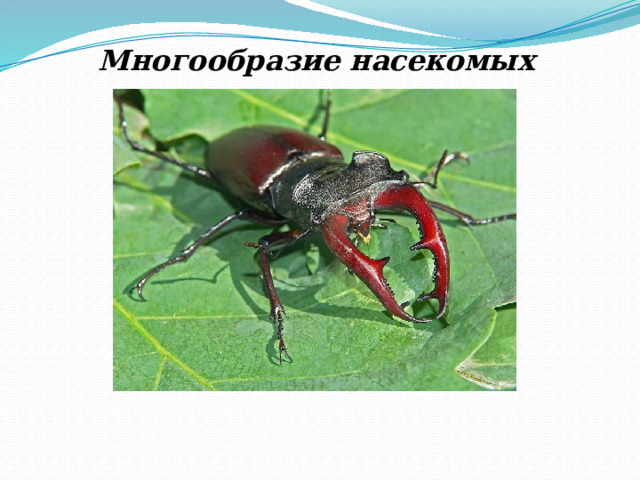 Многообразие насекомых 