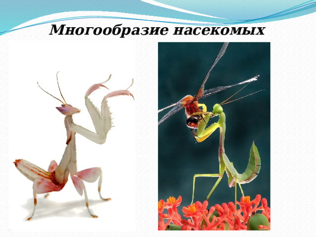Многообразие насекомых 