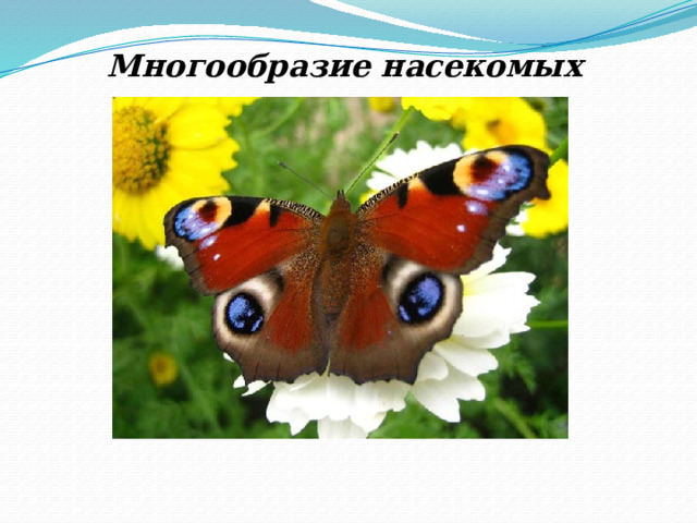 Многообразие насекомых 