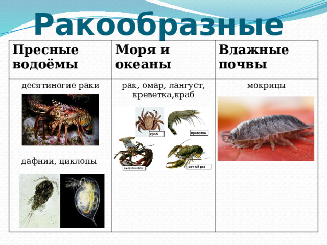 Ракообразные Пресные водоёмы Моря и океаны десятиногие раки рак, омар, лангуст, креветка,краб Влажные почвы мокрицы дафнии, циклопы 