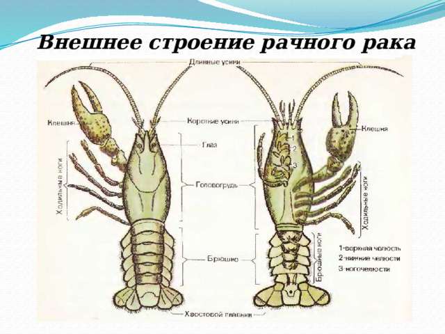 Внешнее строение рачного рака 
