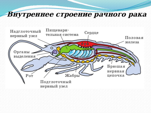 Внутреннее строение рачного рака 